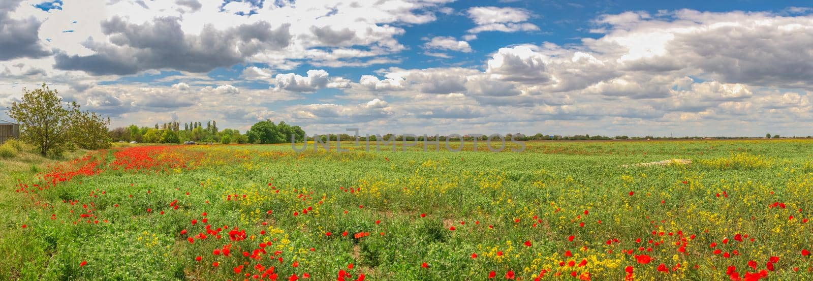 White clouds in the blue sky above the poppy field on a sunny spring day