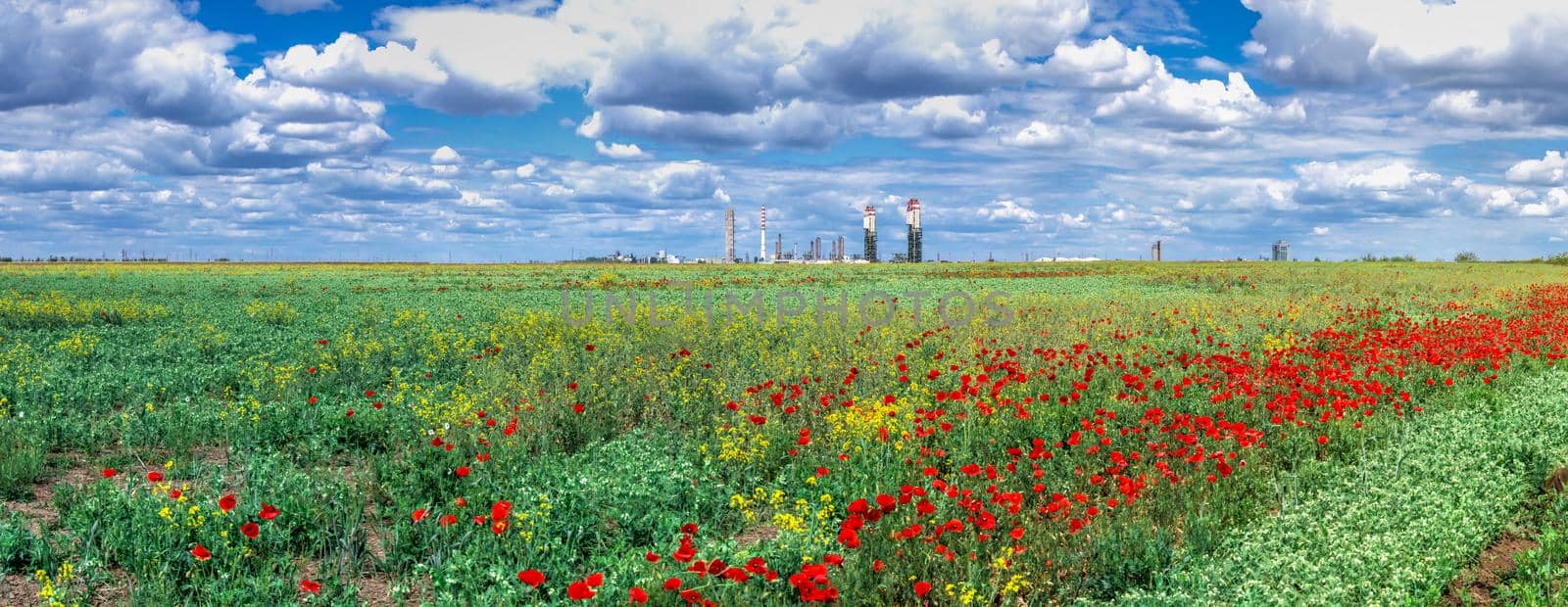 White clouds in the blue sky above the poppy field on a sunny spring day