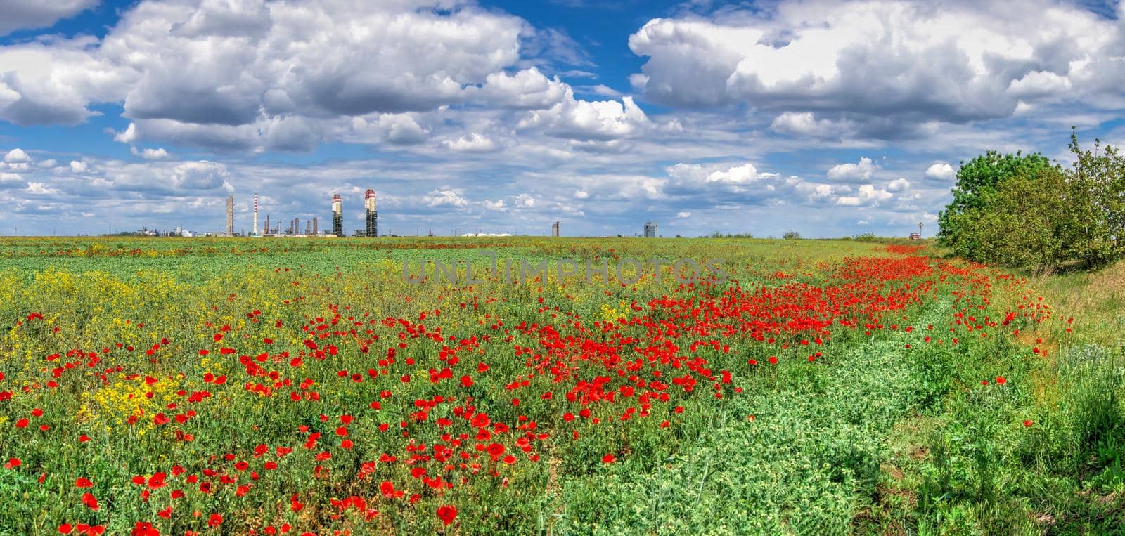 Clouds in the blue sky above the poppy field by Multipedia