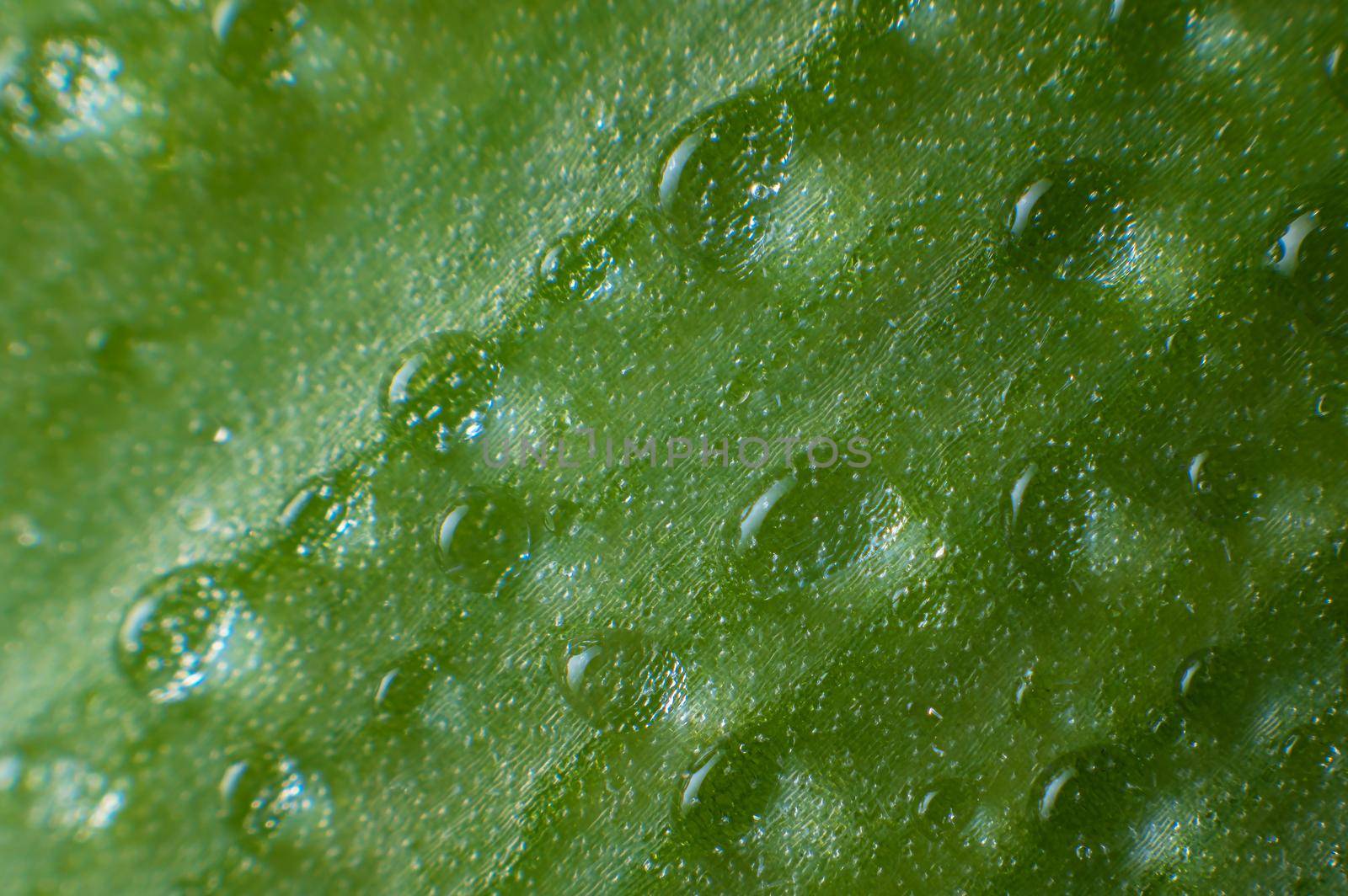 a round drop of pure transparent water lies on a green juicy leaf of grass by yanik88