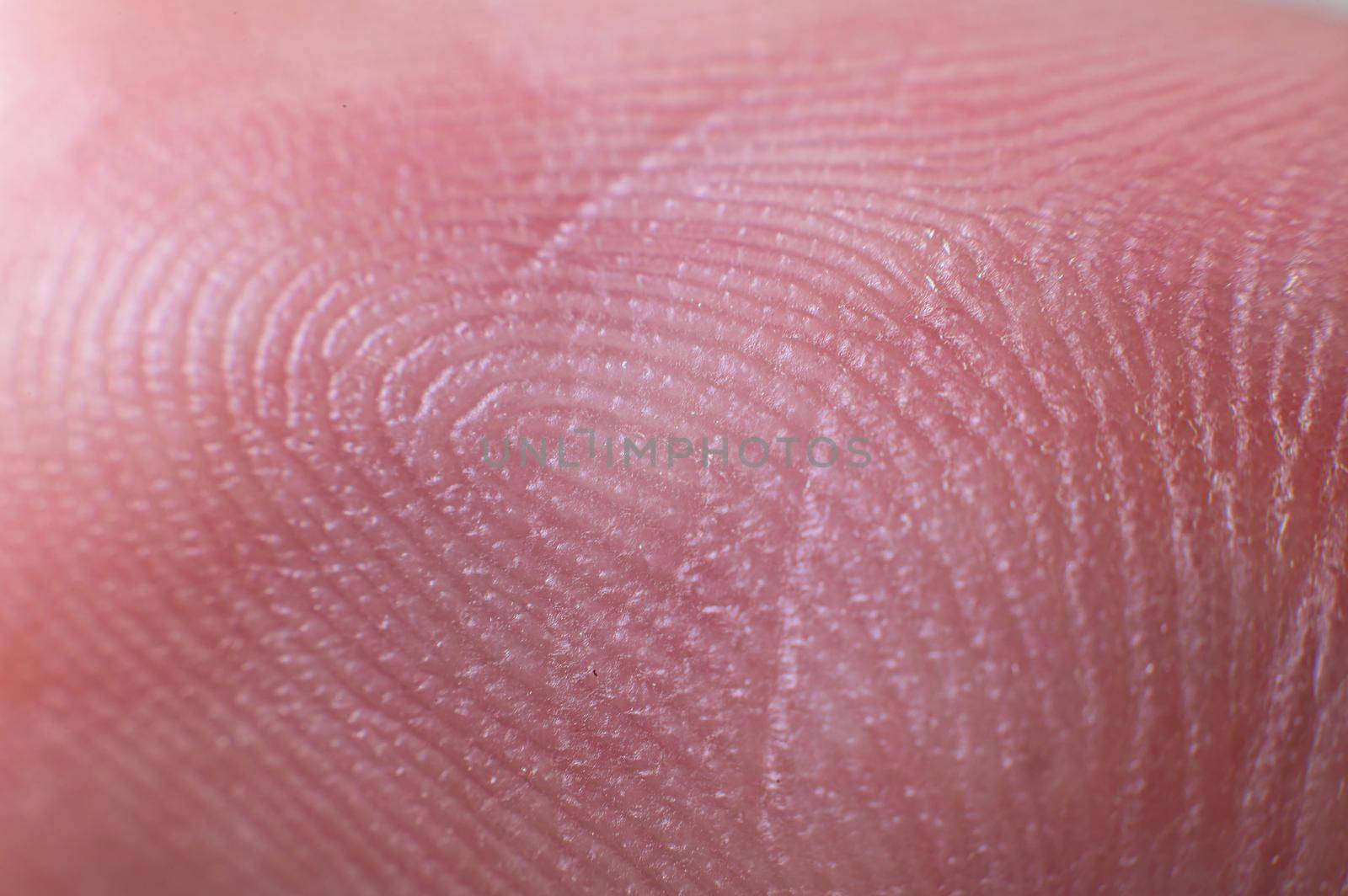 Close-up surface Fingerprint - extreme macro photography. Biometrics and fingerprinting.