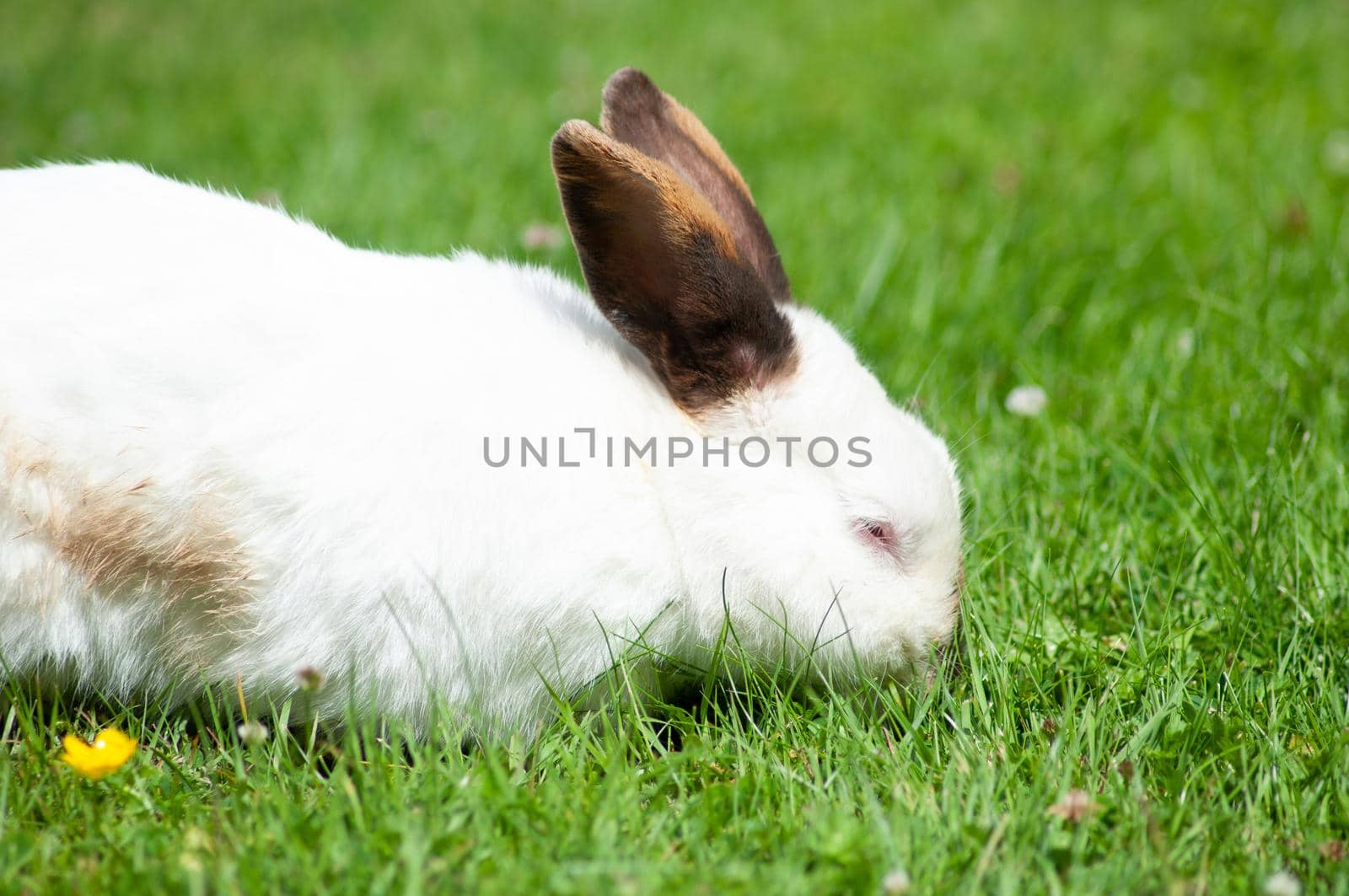 white cute rabbit with brown nose eats grass on the lawn in the rays of the bright sun, fluffy pet, rabbit breeding in the farm, animal husbandry, fur, meat, rabbit looking for Easter eggs.