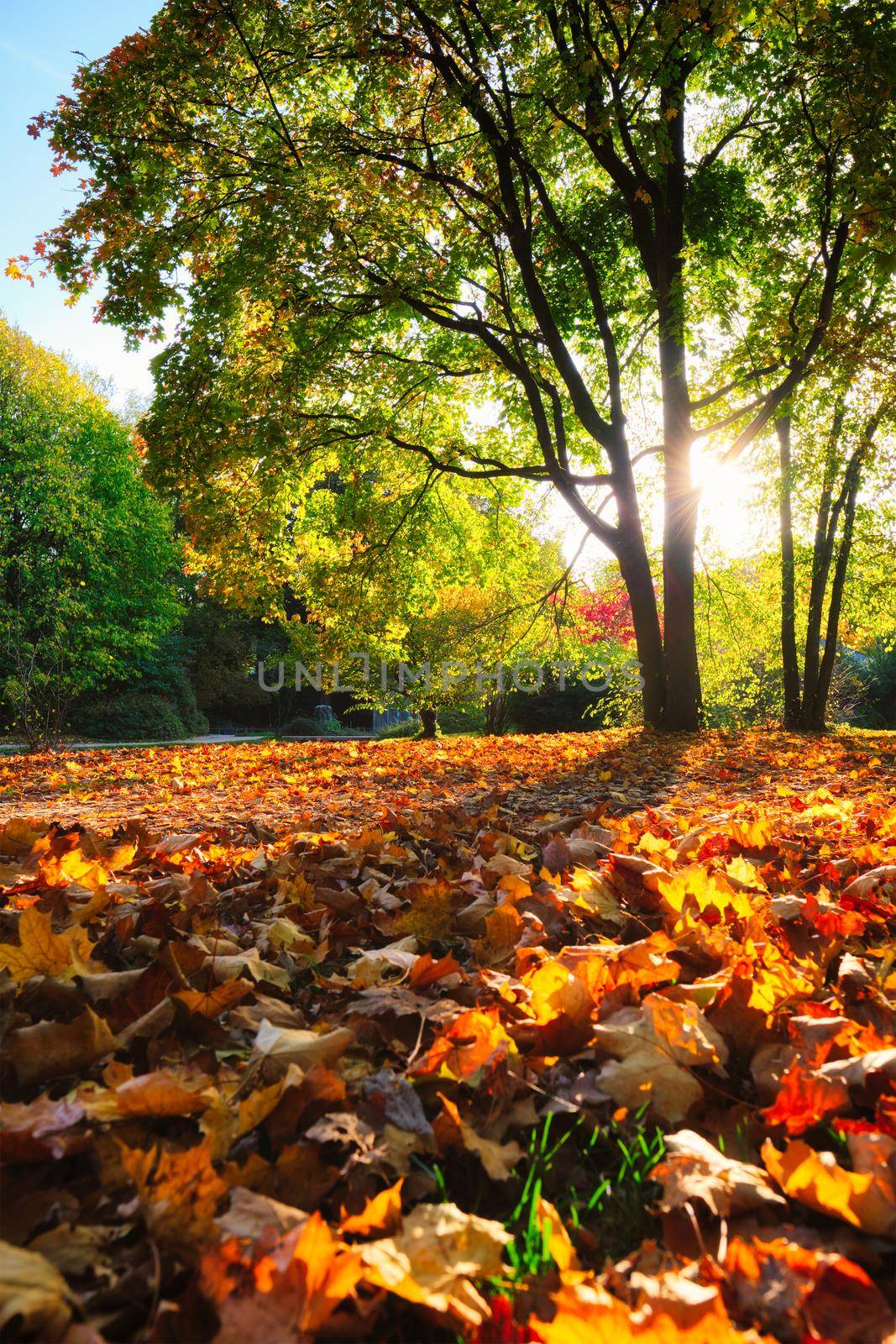 Golden autumn fall October in famous Munich relax place - Englischer Garten. English garden with fallen leaves and golden sunlight. Munchen, Bavaria, Germany