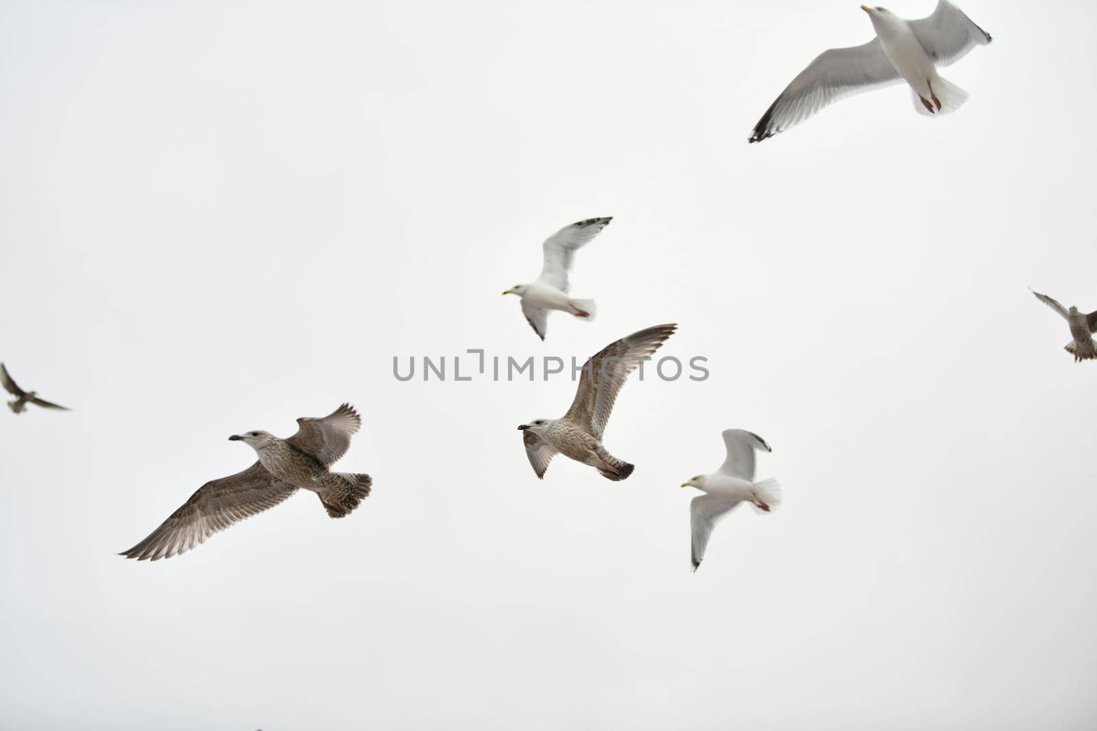 Seagulls flying in sky Spread wings