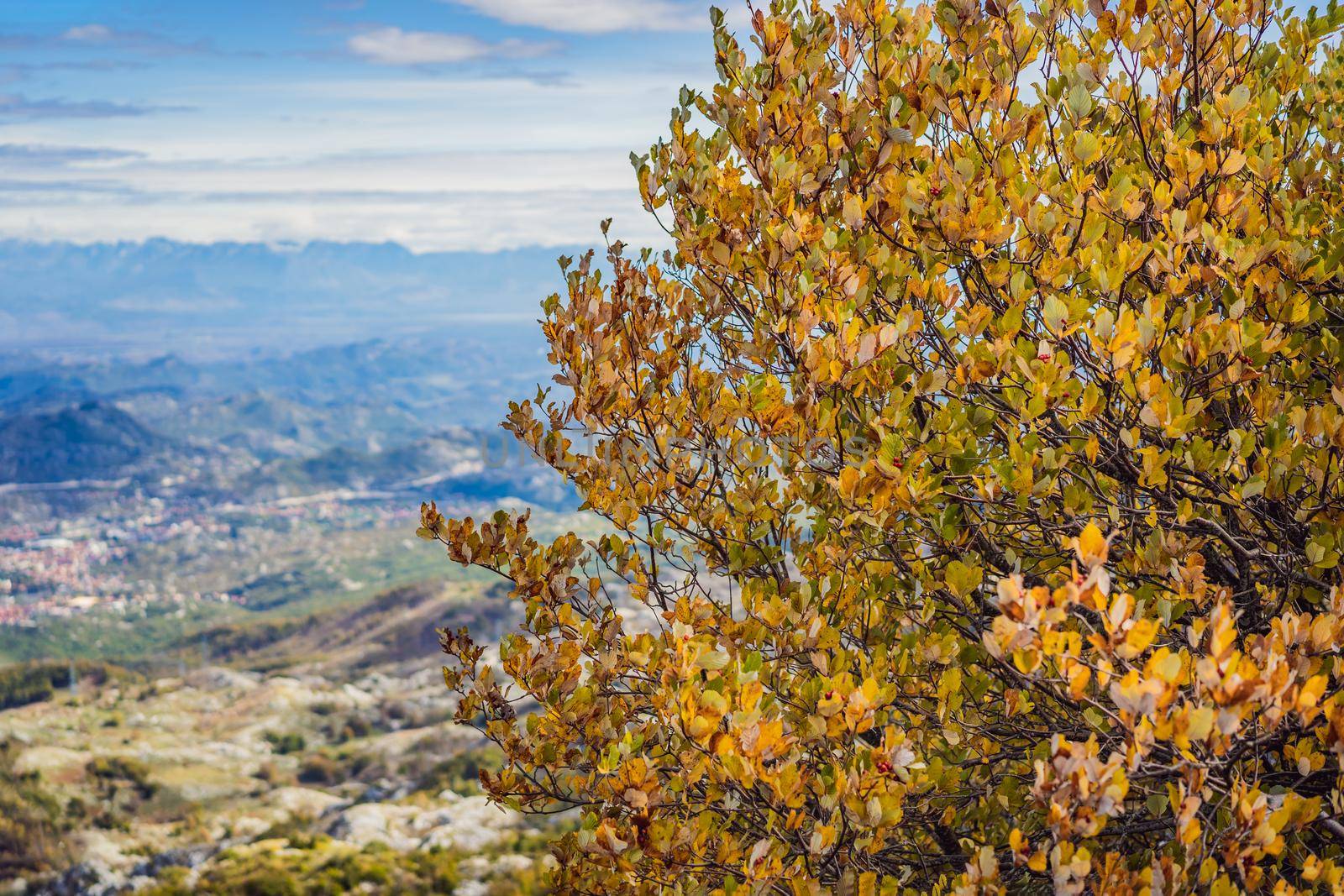 Summer mountain landscape at national park Lovcen, Montenegro. Sunny summer day by galitskaya