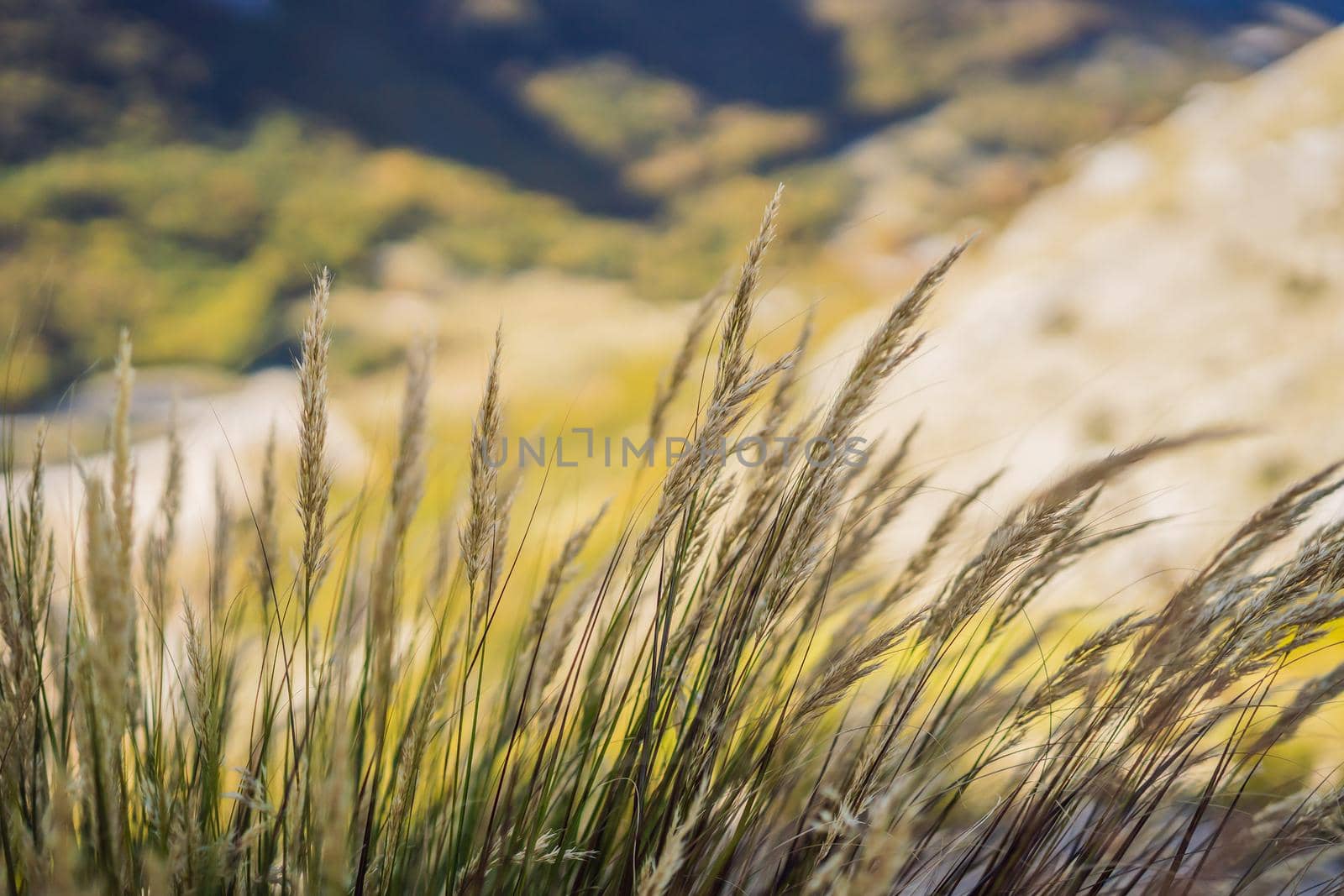 spikelets. cobs of corn close-up. Fresh green young unripe juicy spikelets of wheat on a blurred green field. Oats, rye, barley. harvest in spring or summer, closeup of a field, text by galitskaya