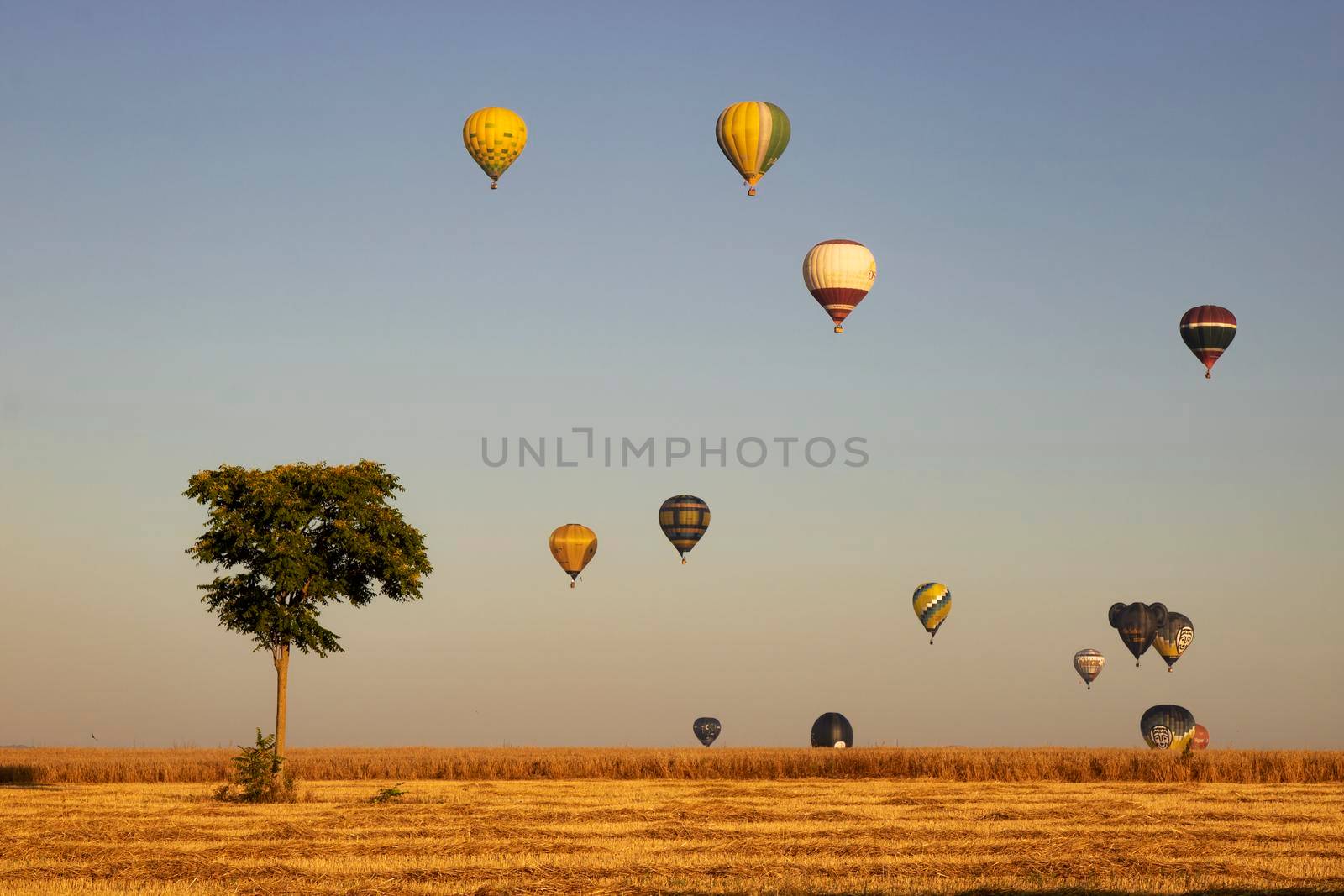 Many balloons over a field in the sky and a lonely tree in European Balloon Festival in Igualada, a town in Barcelona province