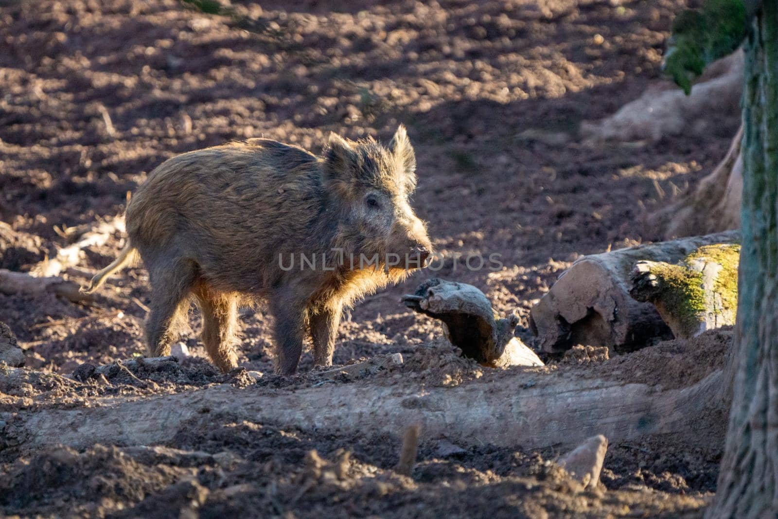 Wild young boar in autumn forest looking for food. High quality photo