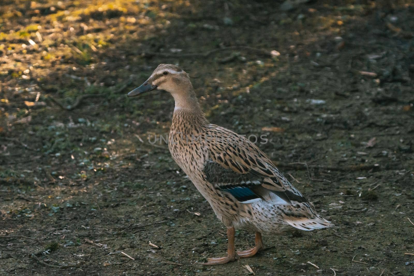 Wild duck with brown feathers in the summer. High quality photo