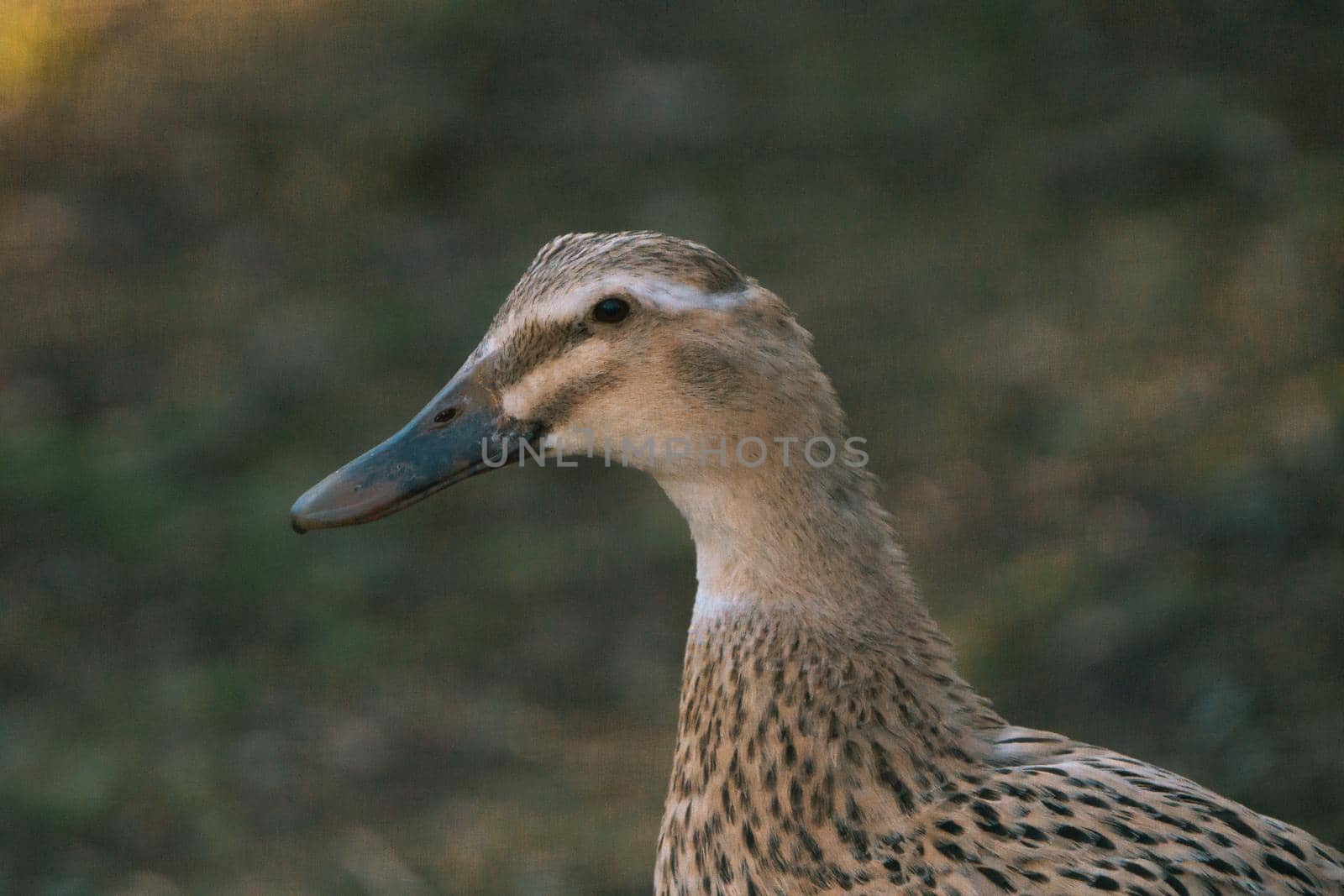 Close up of a wild duck with brown feathers in the summer. High quality photo