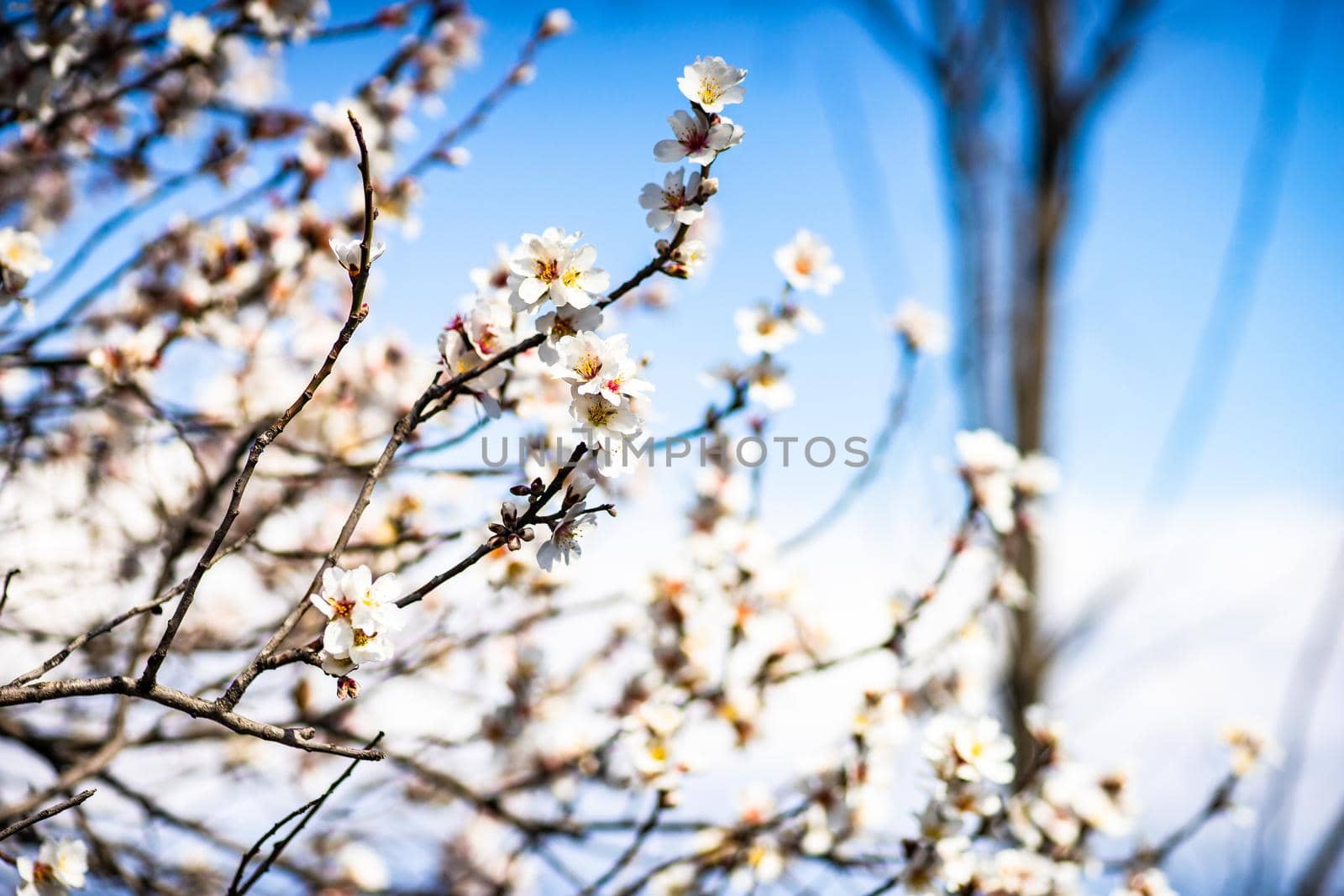 Blue sky and blooming tree by Elet