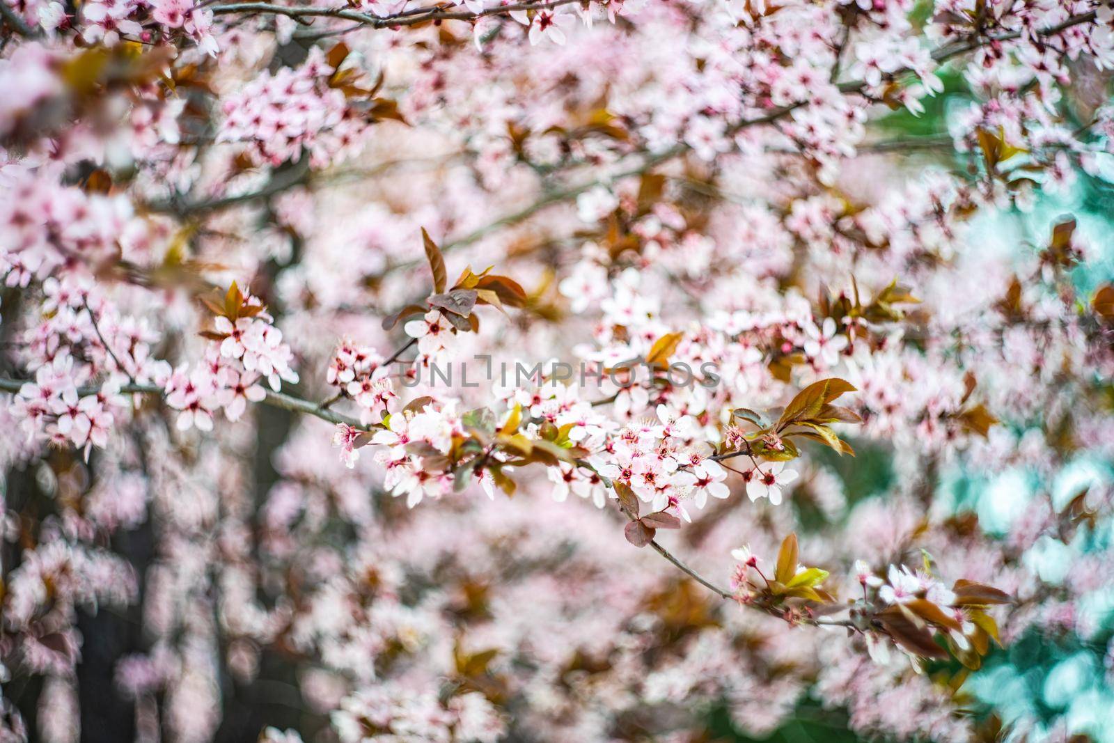 Pink cherry tree blooming in the garden with bokeh on the background