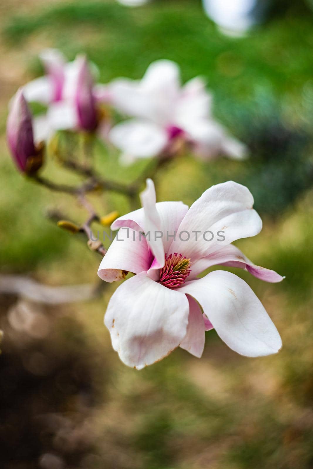 Blooming magnolia tree in spring on pastel bokeh by Elet