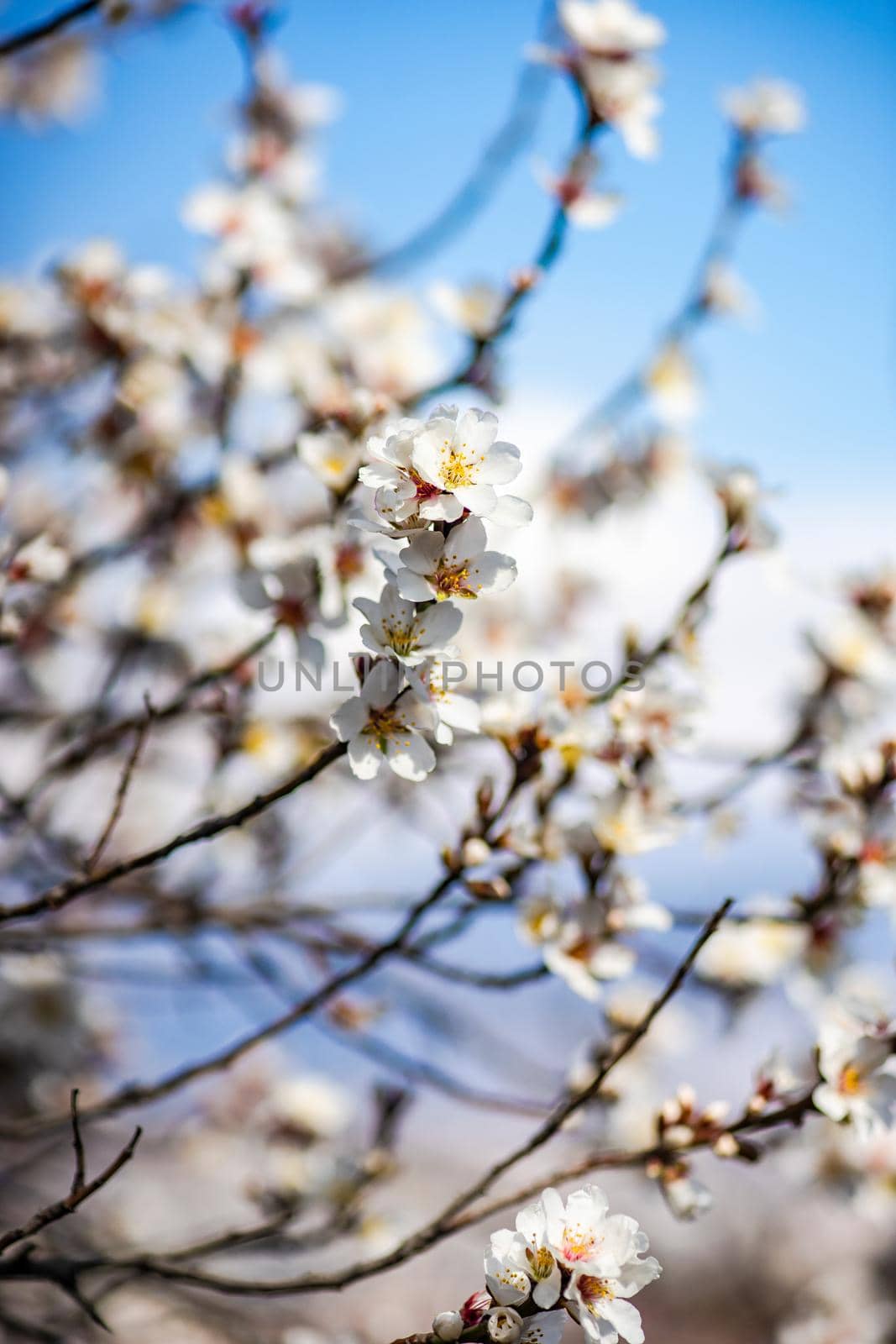 Blue sky and blooming tree by Elet