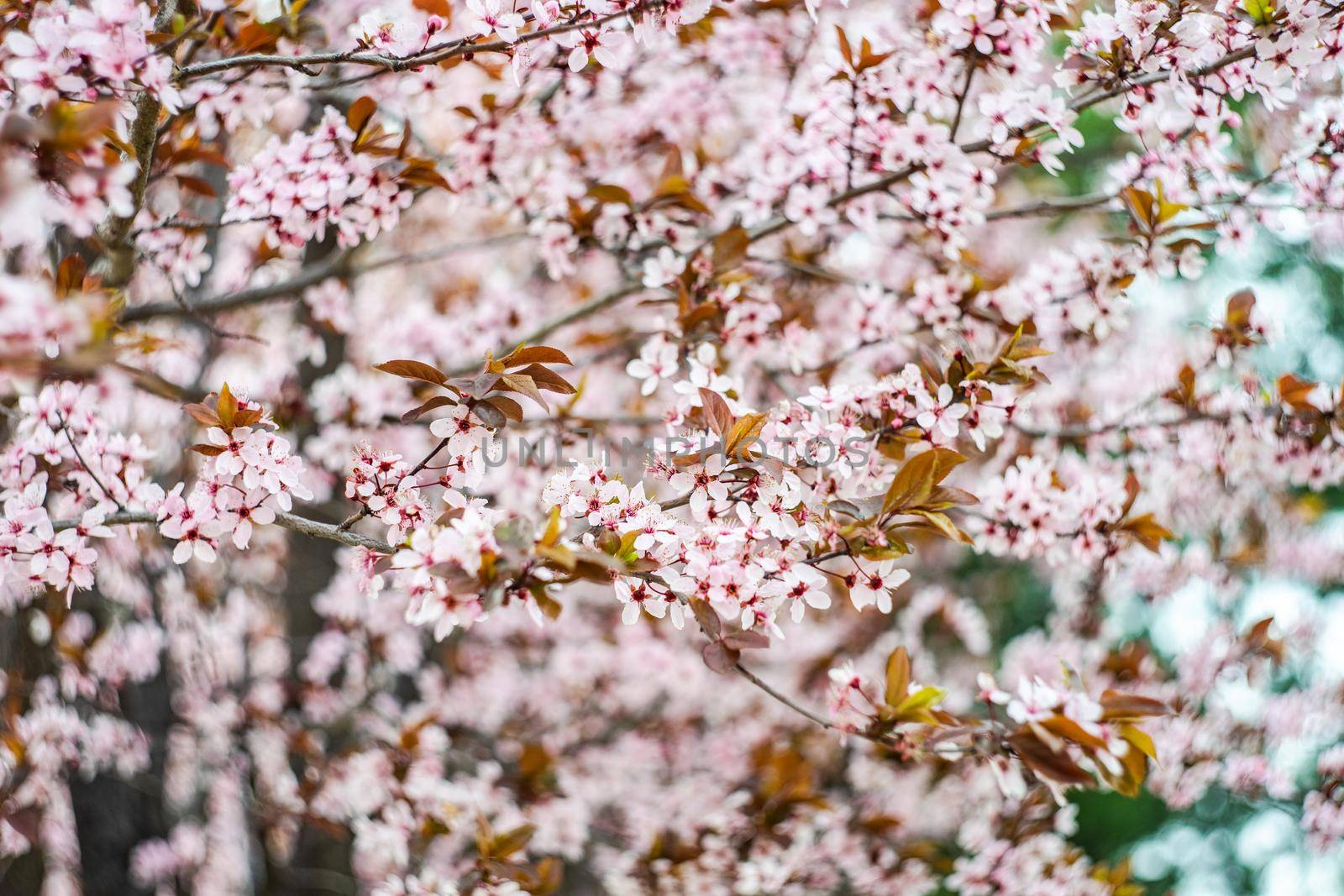 Cherry tree blooming in the garden by Elet