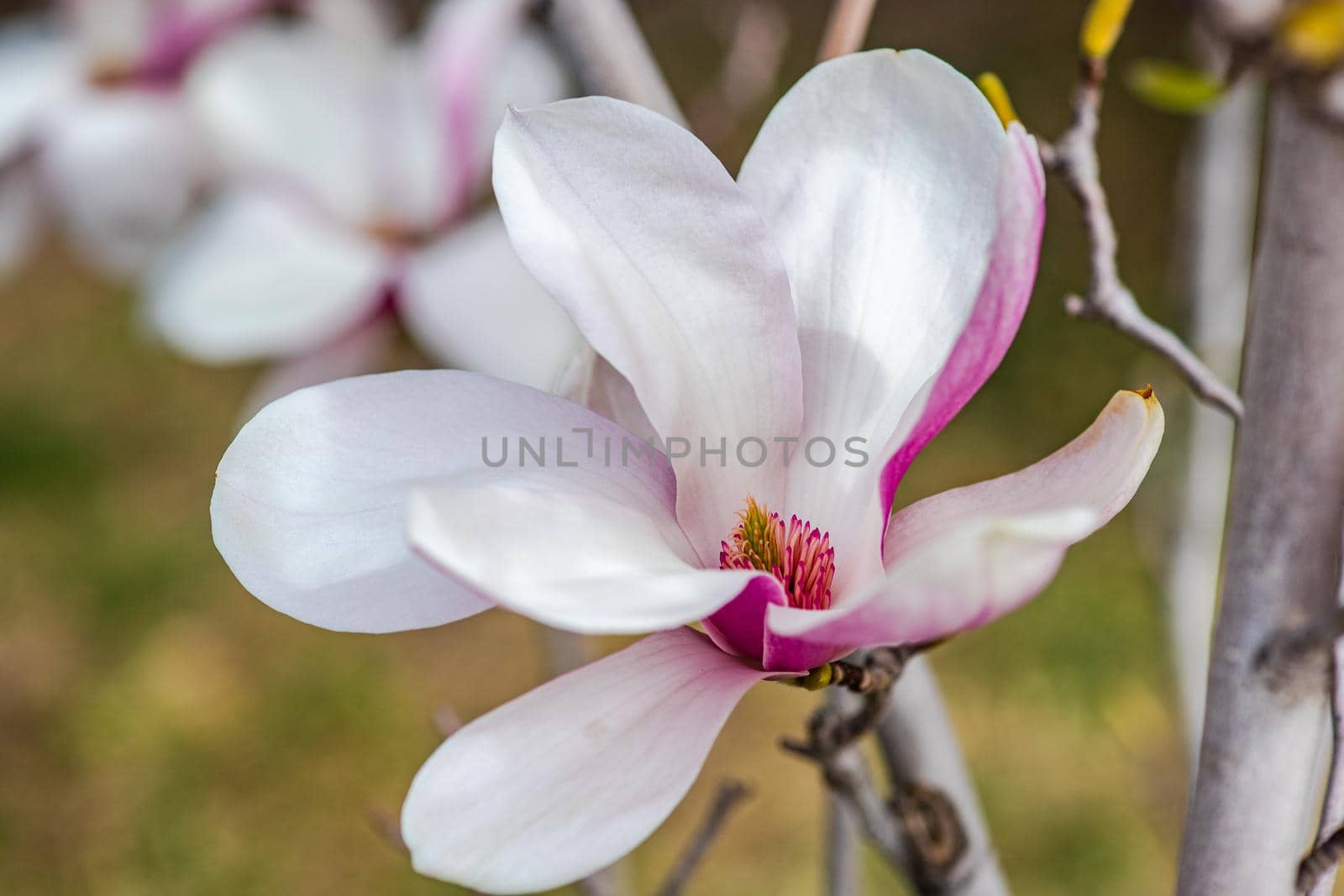 Blooming magnolia tree in spring on pastel bokeh by Elet