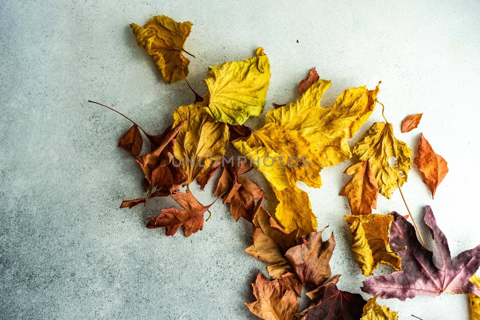 dry autumnal leaves on concrete background by Elet