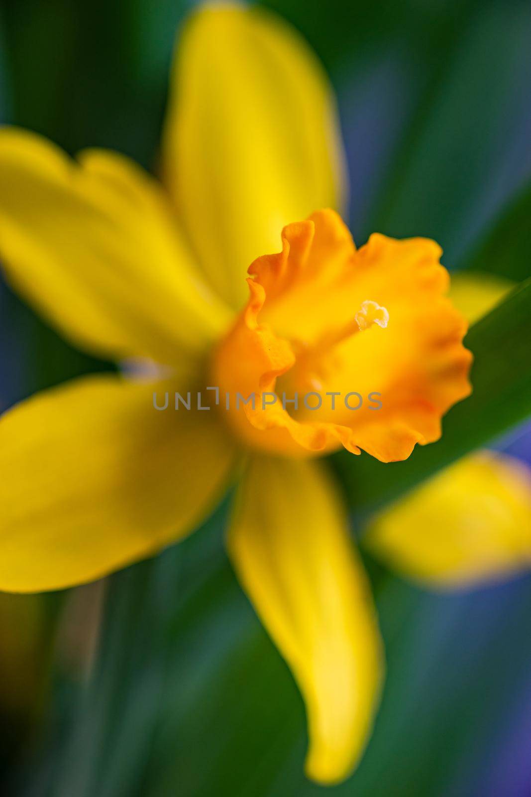 Seasonal home decor with flower pot of yellow mini daffodils