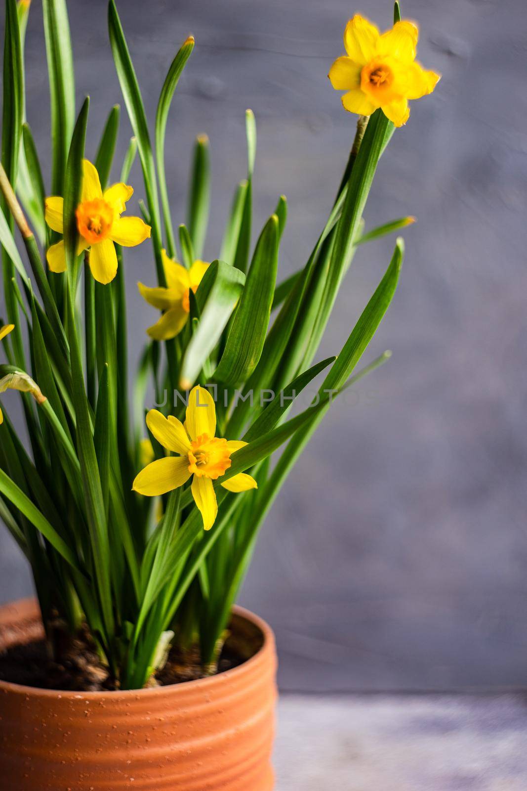 Seasonal home decor with flower pot of daffodils by Elet