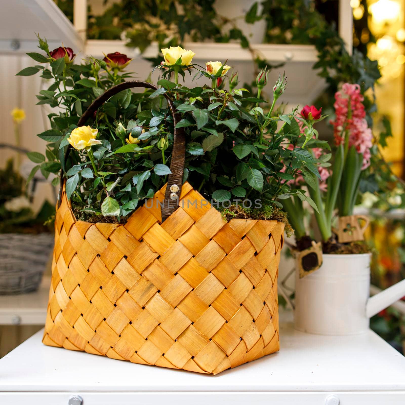 pink and yellow rose bushes in a woven birch bark bag for sale in a flower shop