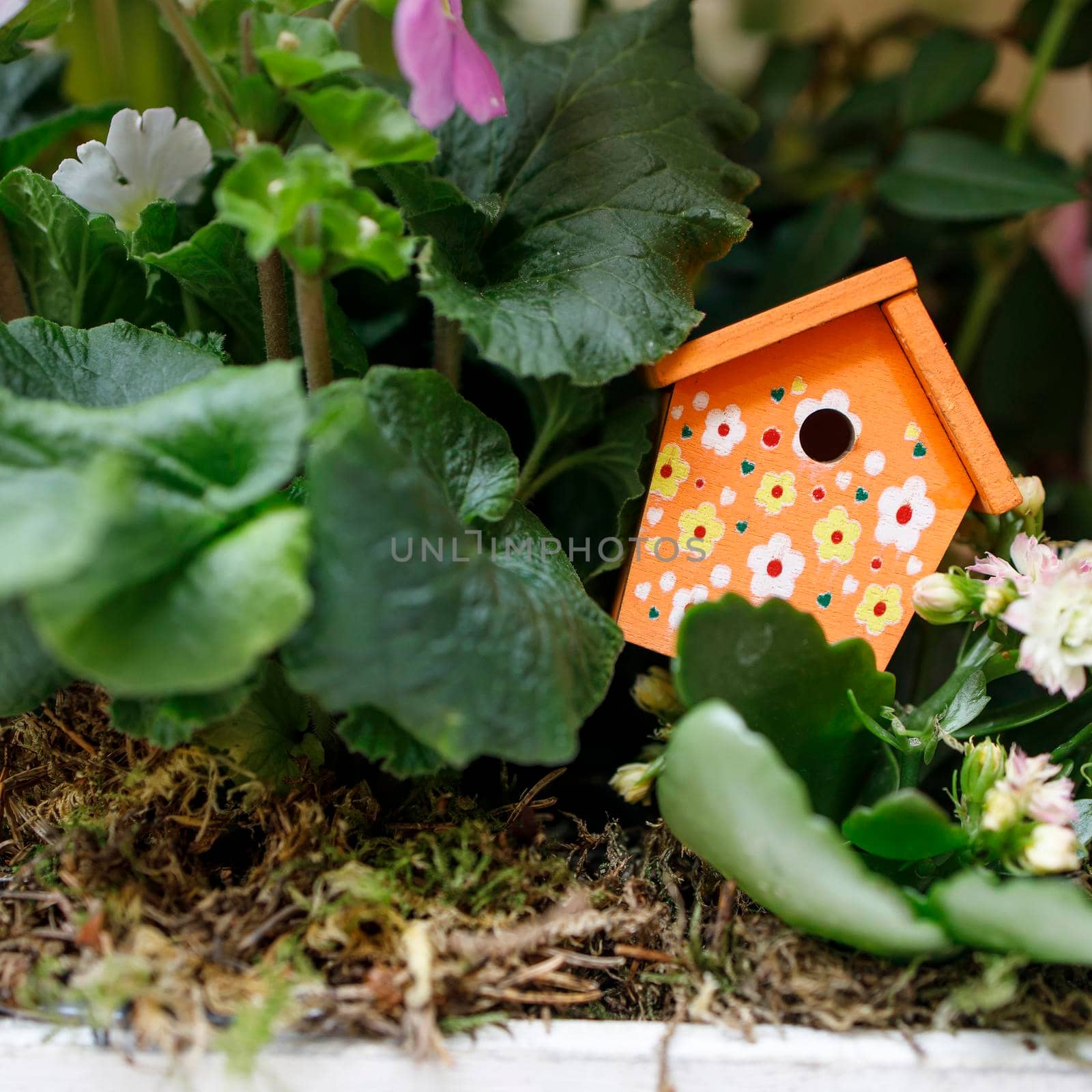 Small decorative orange birdhouse with red polka dots in primrose leaves