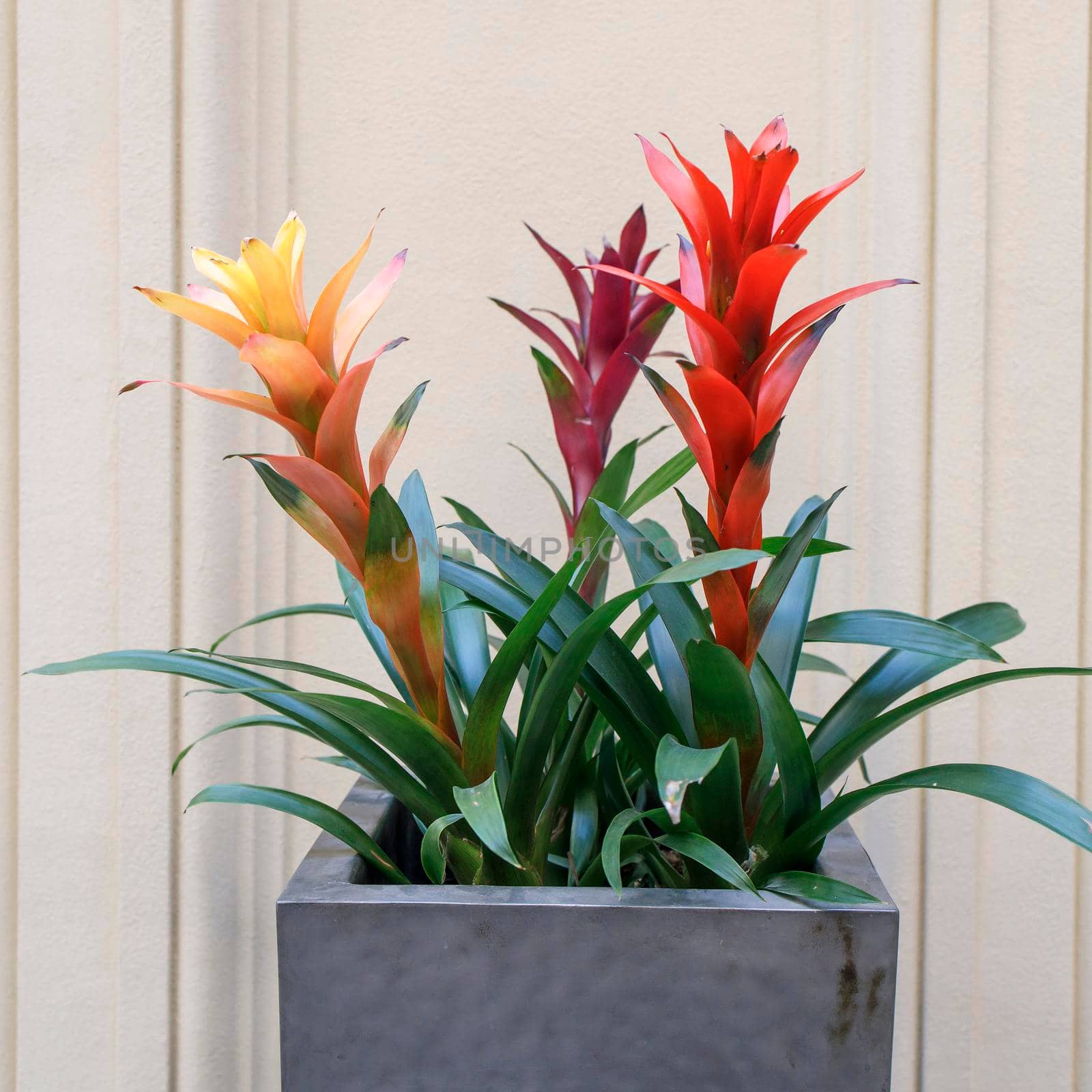 Yellow and red Guzmania in a large flower pot as an interior decoration by elenarostunova