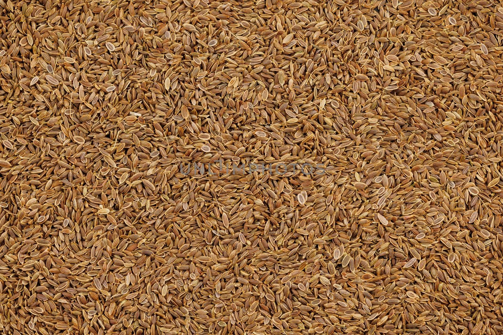 Dry Rolls Dill - Anethum graveolens - seeds on flat surface, flat texture and full-frame background. It is only species in genus Anethum. Seeds are used as herb or spice for flavouring food.