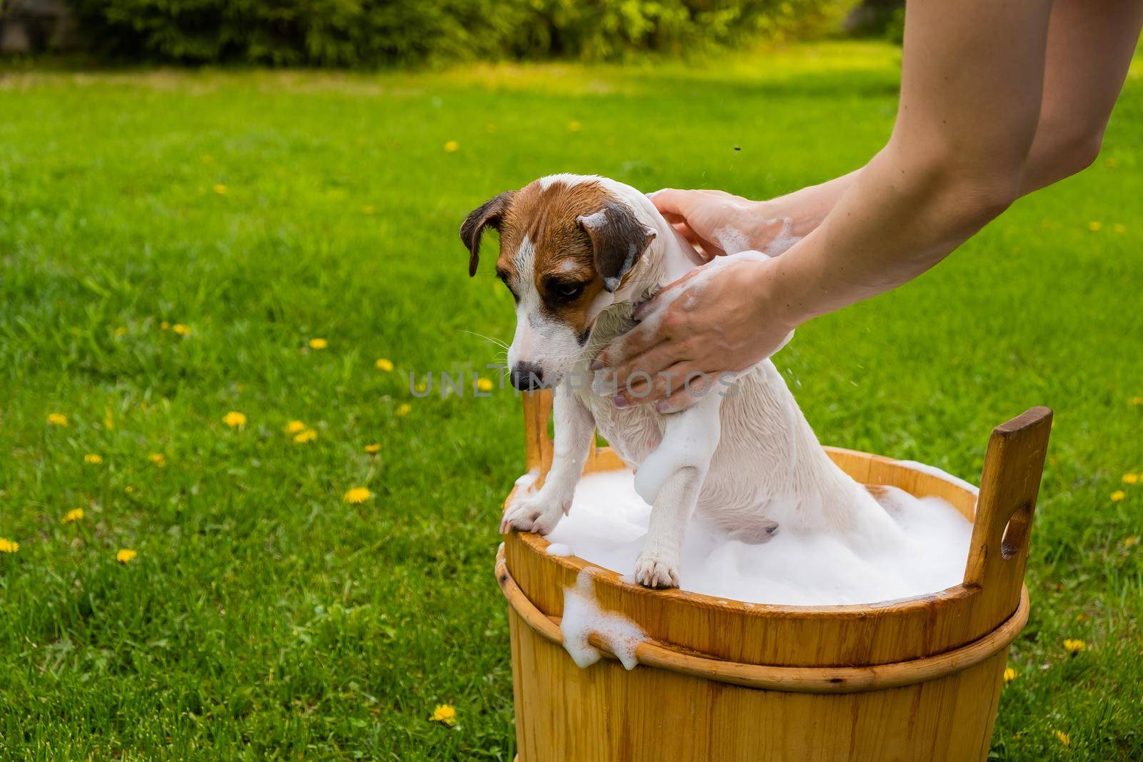 Woman washes her dog Jack Russell Terrier in a wooden tub outdoors. The hostess helps the pet to take a bath