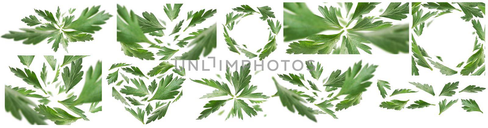 A set of photos. Green parsley leaves levitate on a white background.