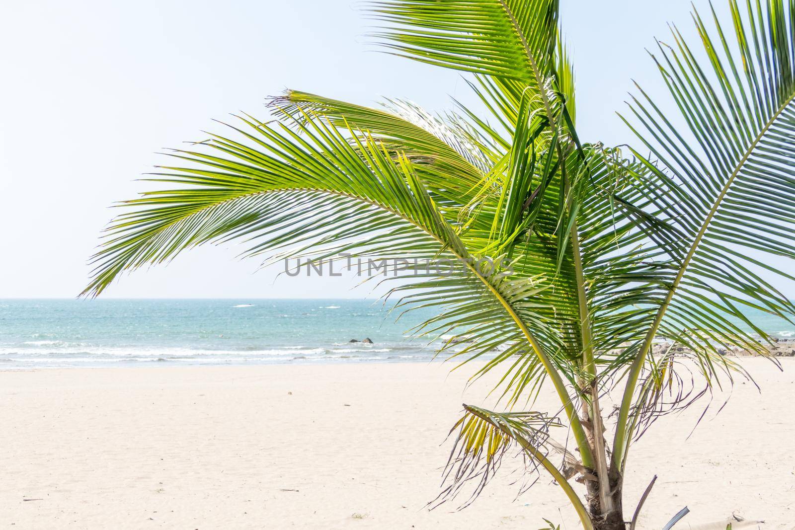 Palm trees at tropical beach by imagesbykenny