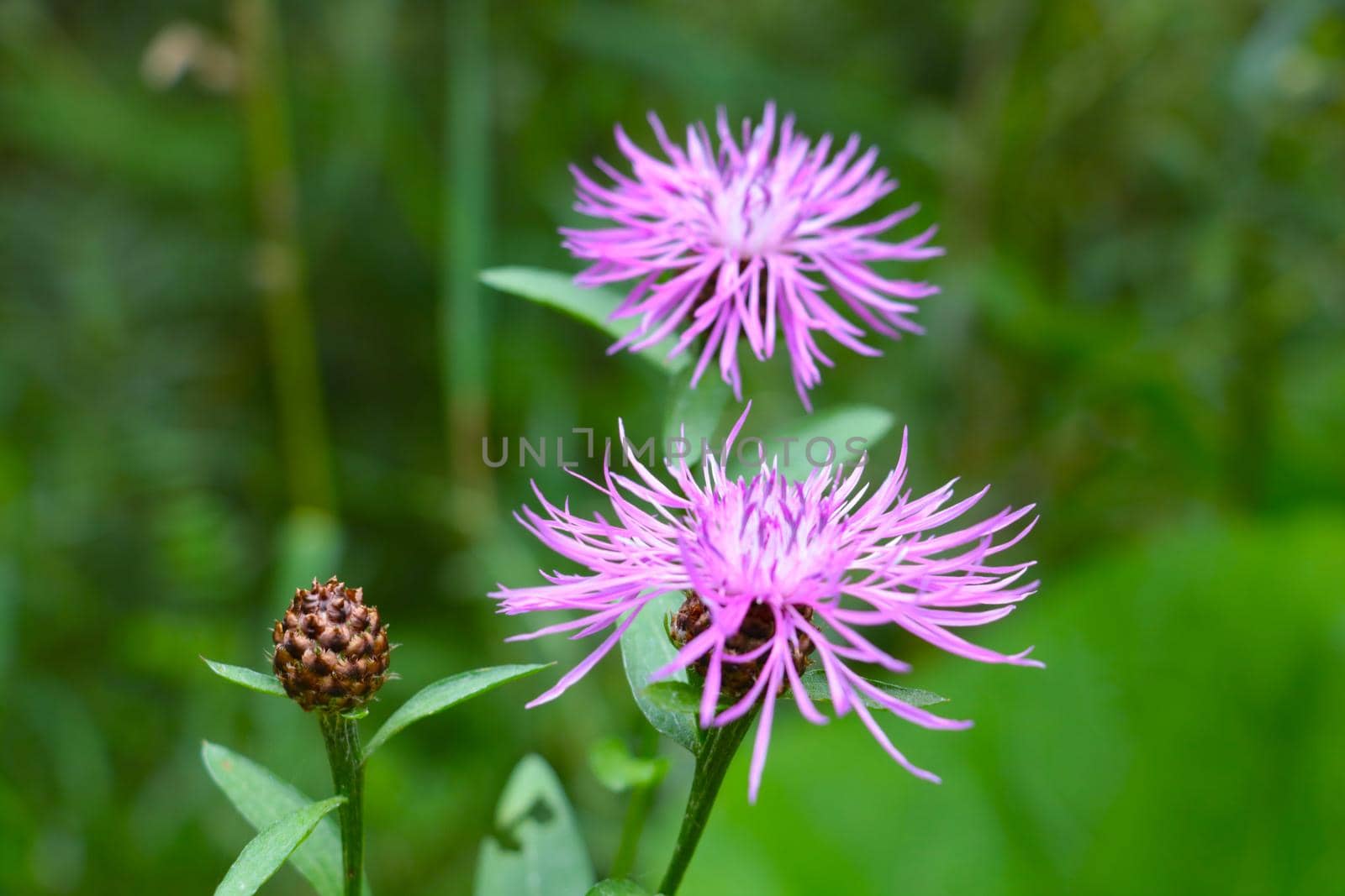 Flowering bright cornflower in the meadow in the spring. The background of nature