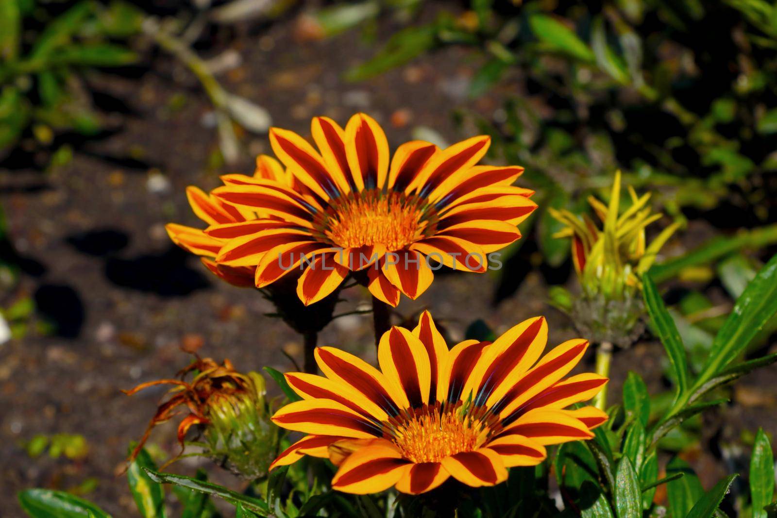 Black eyed Susan flower resembling a sunflower. by kip02kas