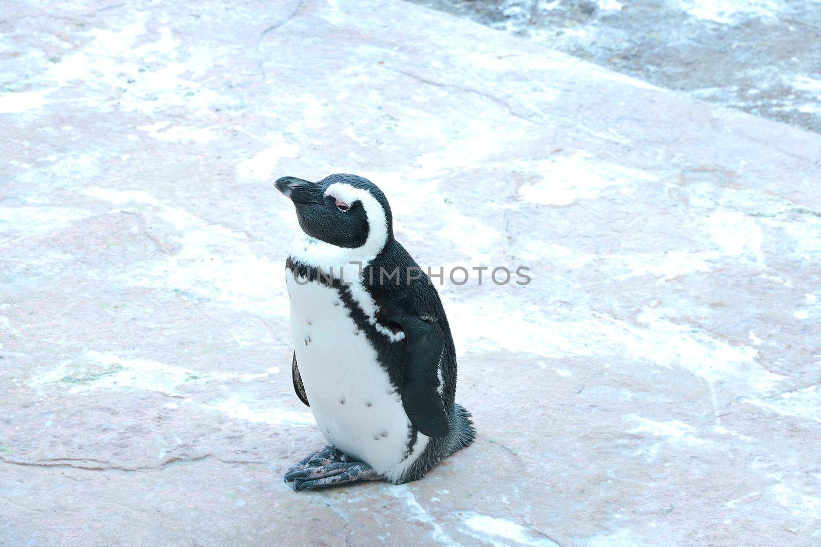 Close-up of a beautiful penguin in an animal park