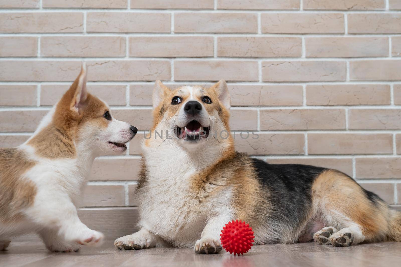 Pembroke Corgi puppy and his mother playing with a red ball. by mrwed54
