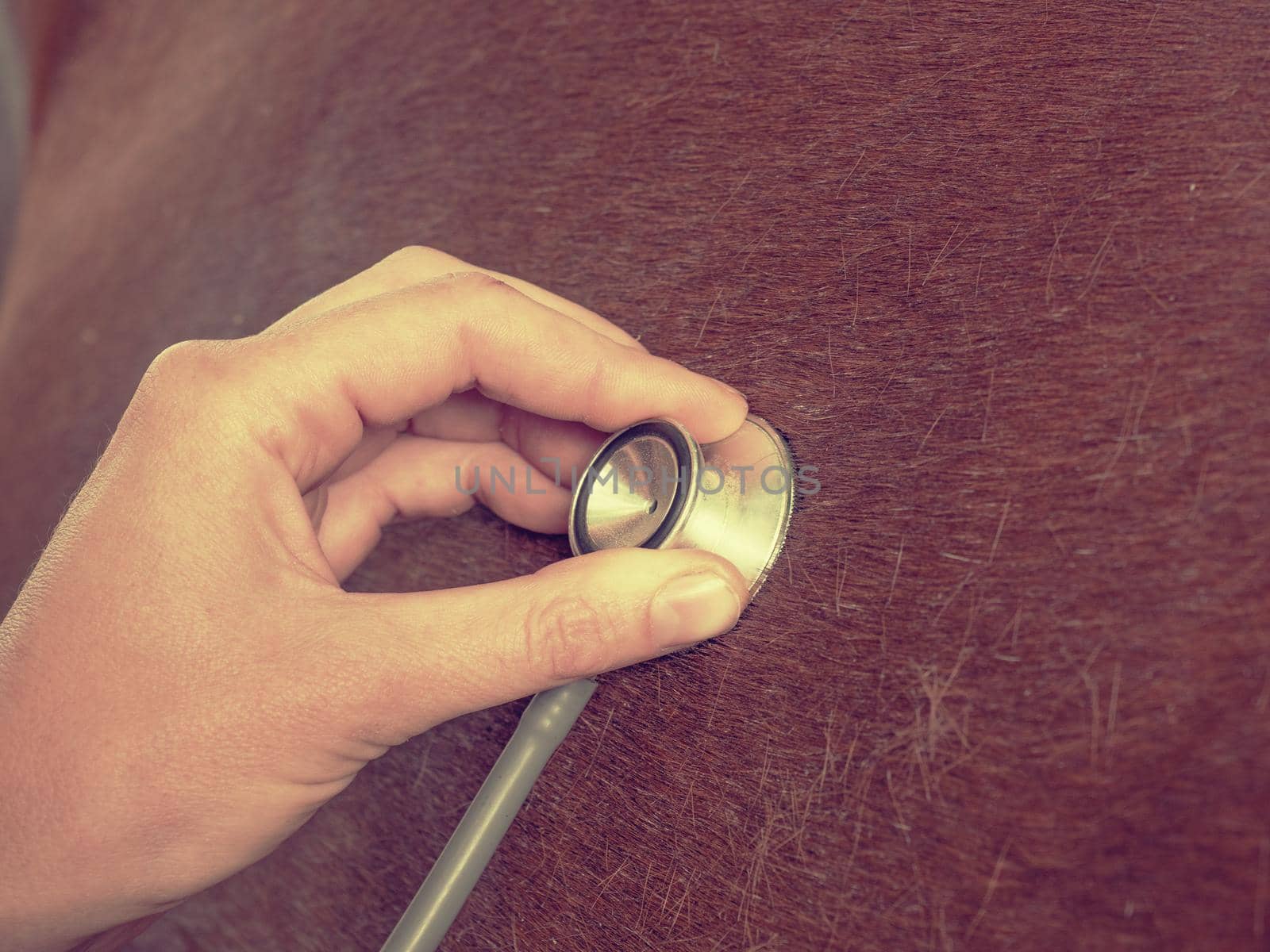 Veterinarian use stethoscope to the lungs of a brown horse. Suspected bronchitis or pneumonia.