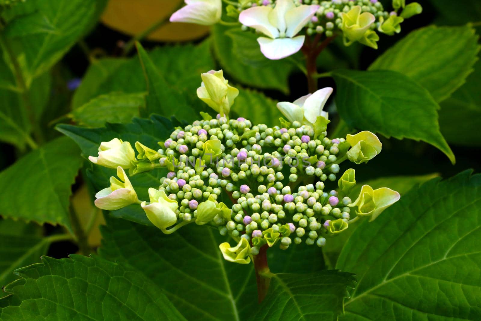 Beautiful young branch of hydrangea in the park