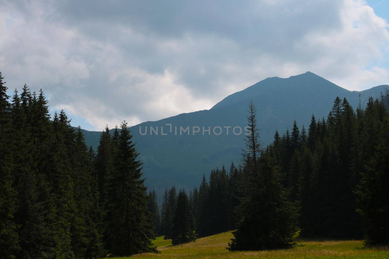 A mystical morning in the mountains. Green forest