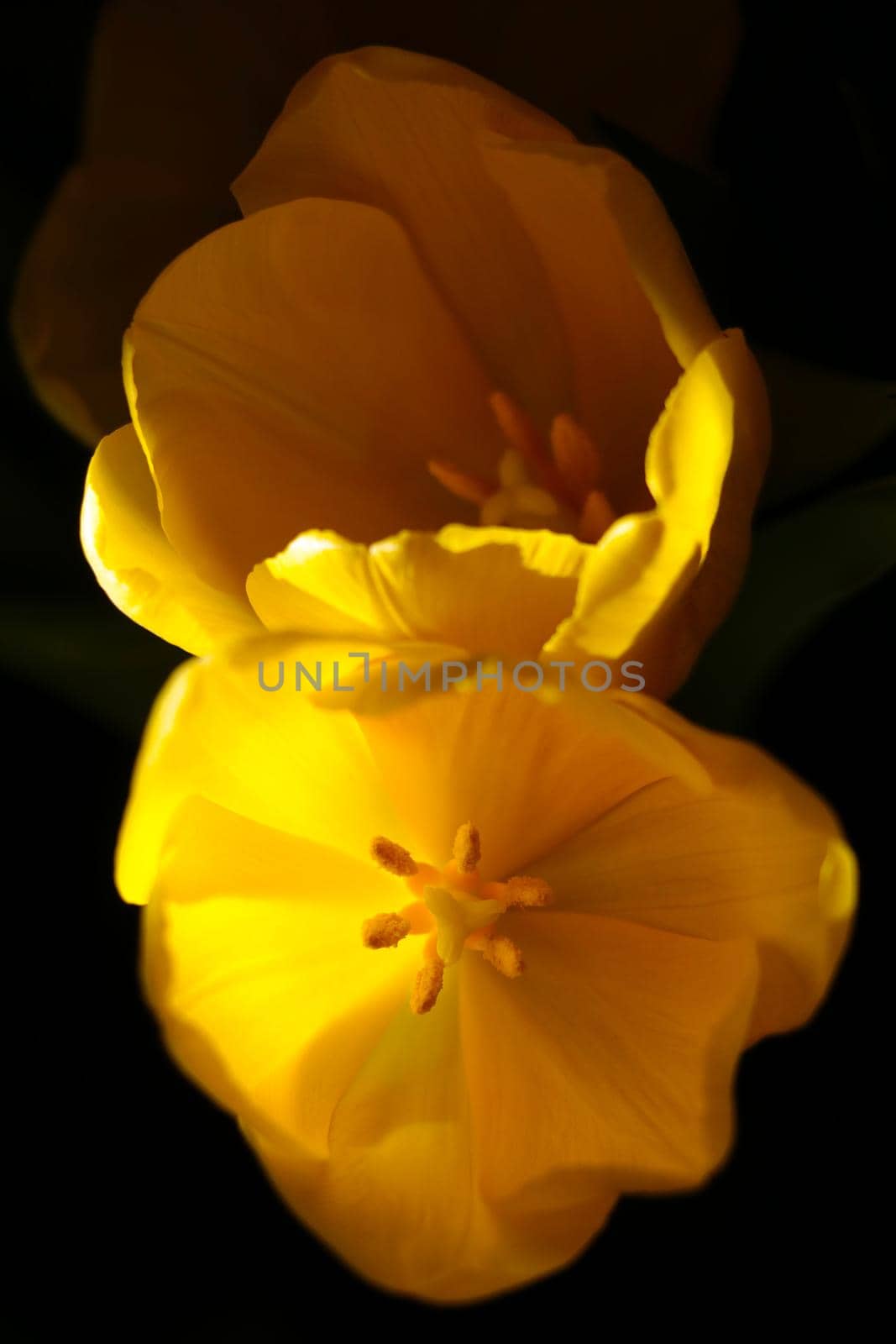 Top view of the yellow flowering tulips in the bouquet