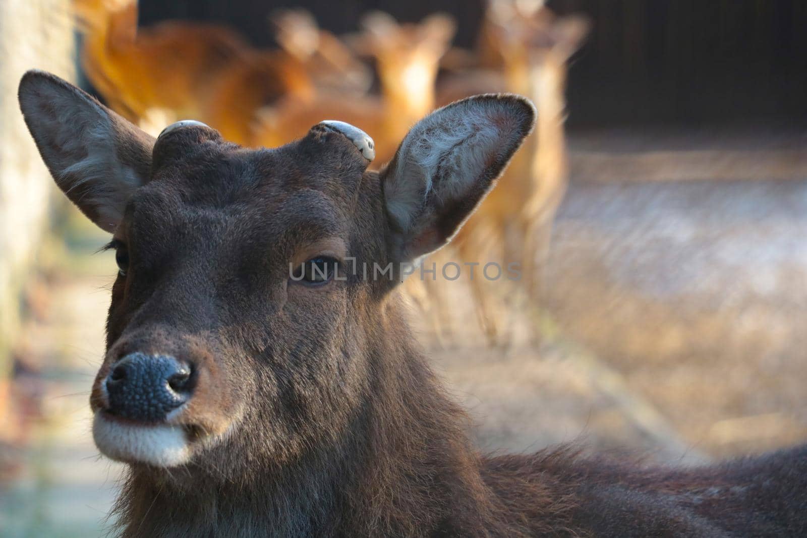 View of a deer without antlers in the forest. Wildlife