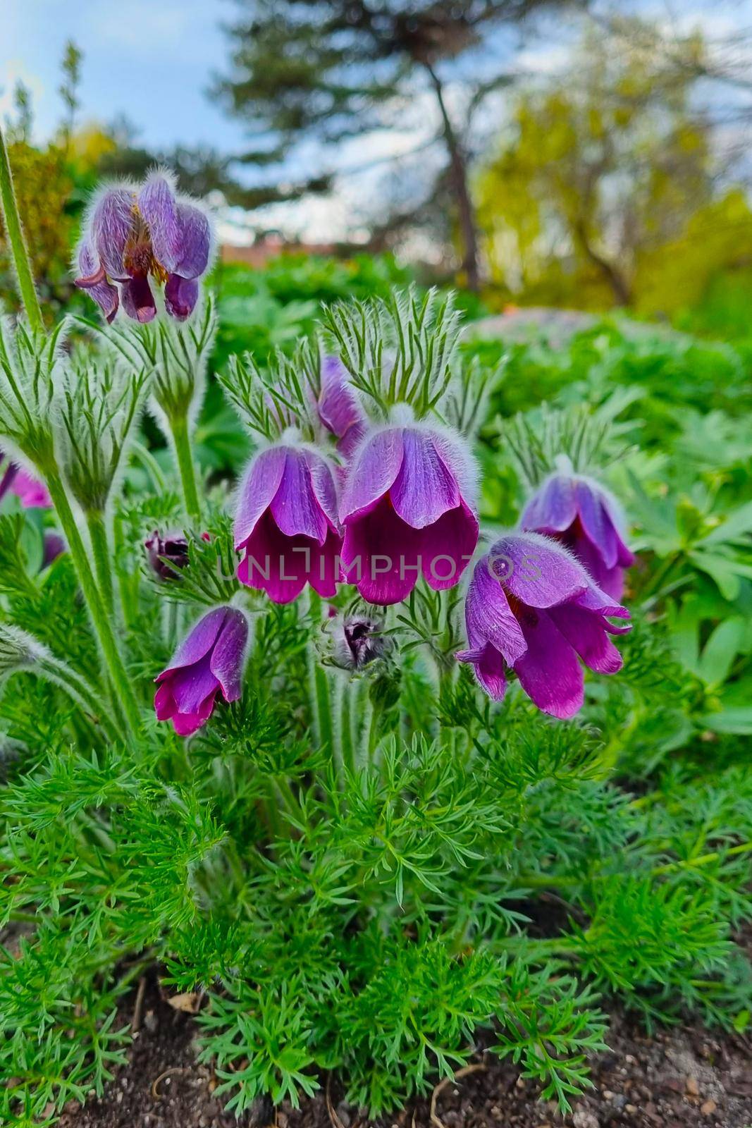 Pulsatilla patens is a species of flowering plant in the family Ranunculaceae
