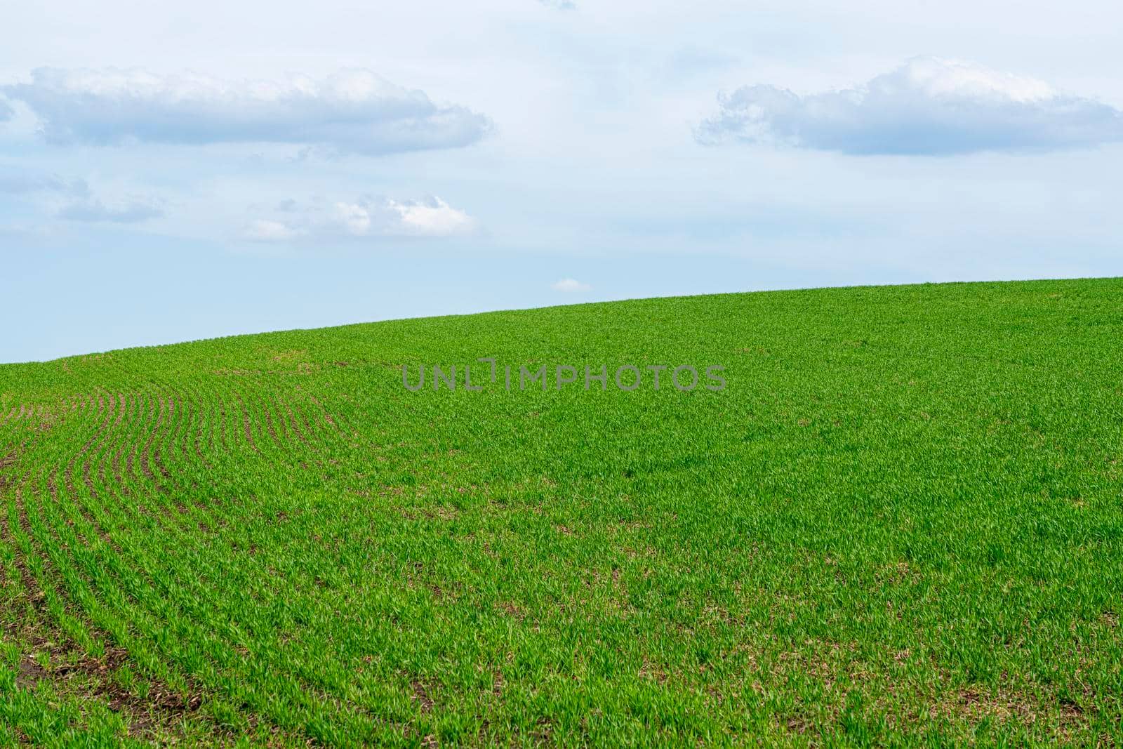 a field of young green winter wheat as a background by roman112007