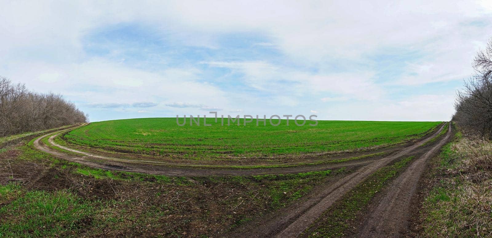 a field of young green winter wheat as a background. photo