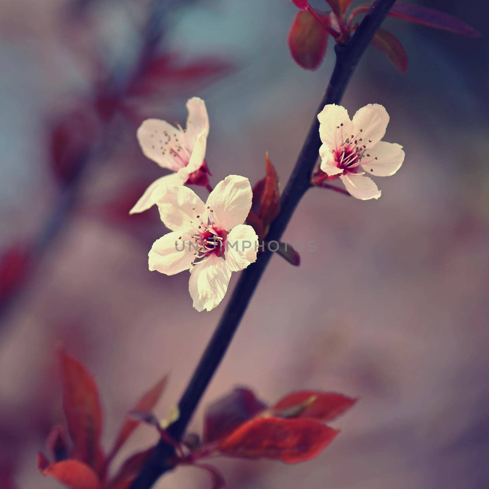 Spring background. Pink cherry blossoms on a tree under a blue sky. Beautiful Sakura flowers during spring time in the park. by Montypeter