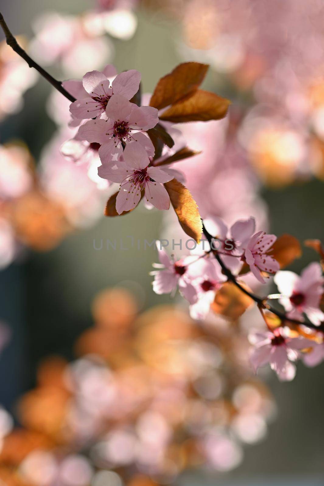 Beautiful flowering tree. Spring colorful background with flowers. Nature in spring time - nice sunny day.