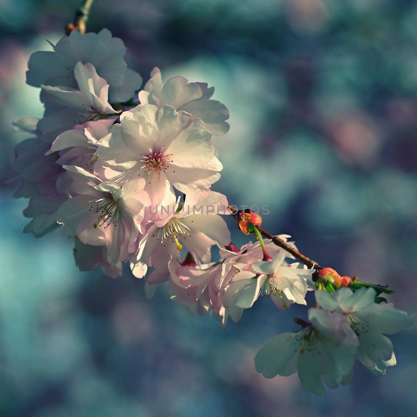 Spring background. Pink cherry blossoms on a tree under a blue sky. Beautiful Sakura flowers during spring time in the park. by Montypeter