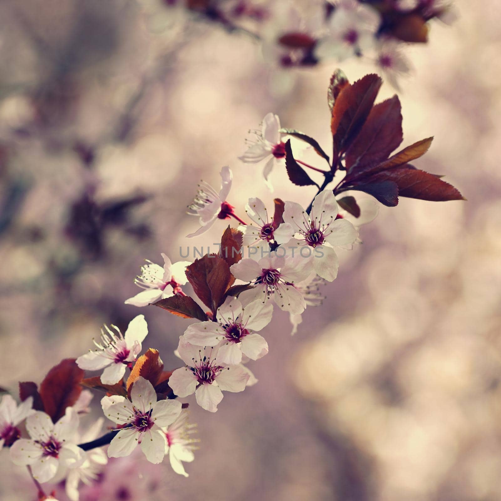 Spring background. Pink cherry blossoms on a tree under a blue sky. Beautiful Sakura flowers during spring time in the park. by Montypeter