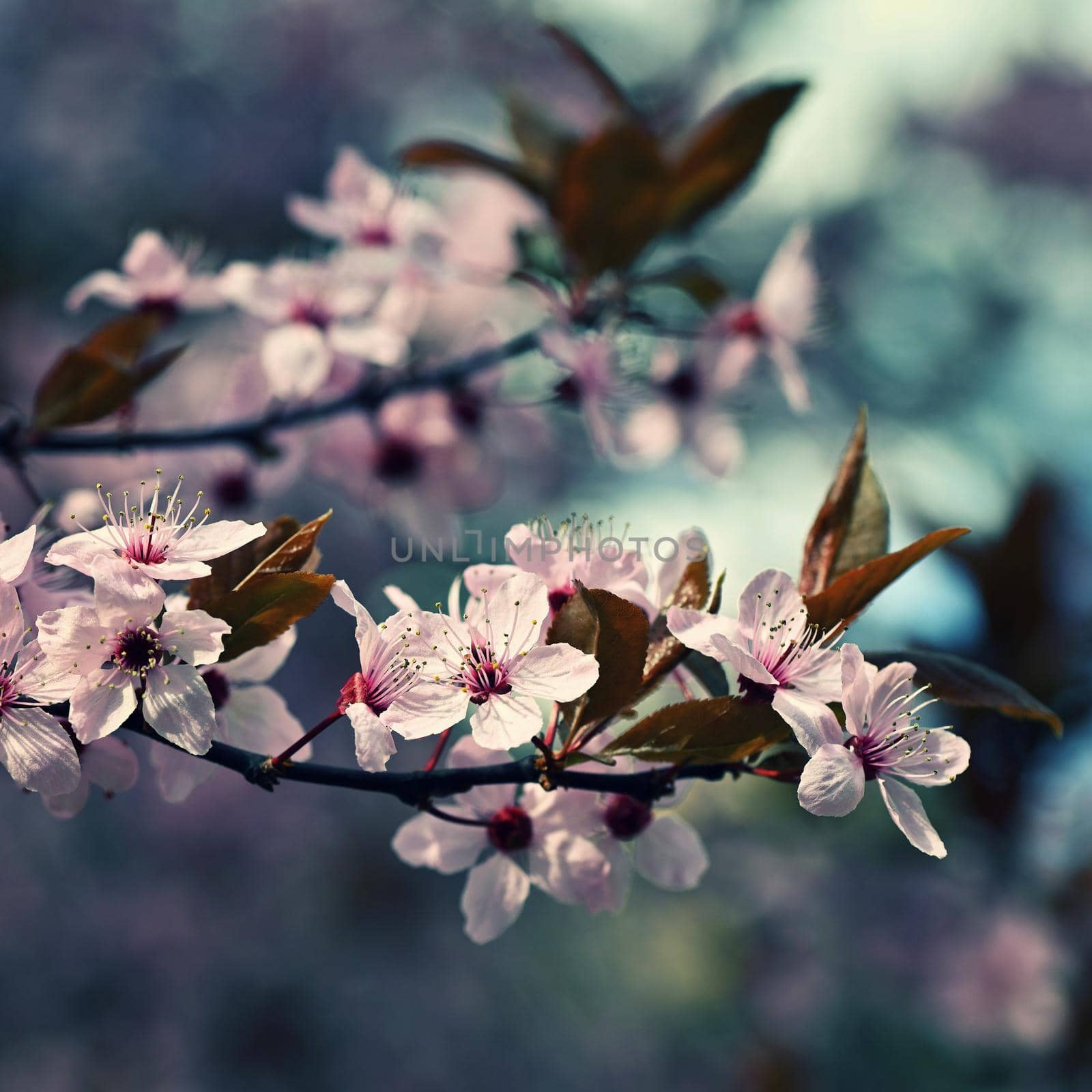 Spring background. Pink cherry blossoms on a tree under a blue sky. Beautiful Sakura flowers during spring time in the park.