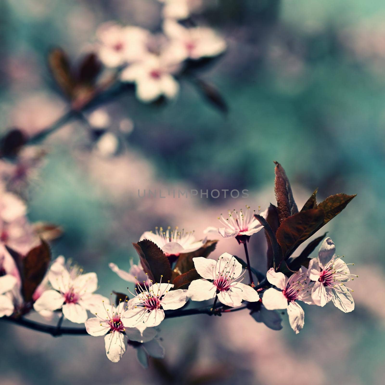 Spring background. Pink cherry blossoms on a tree under a blue sky. Beautiful Sakura flowers during spring time in the park. by Montypeter