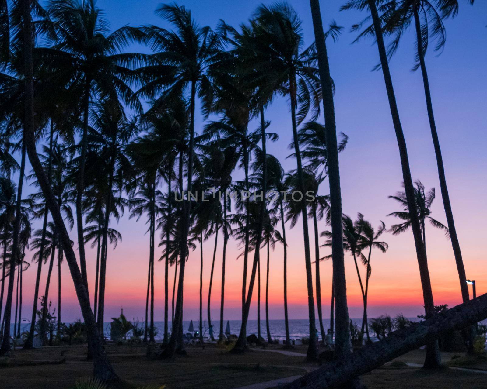 Palm trees at beach at dusk