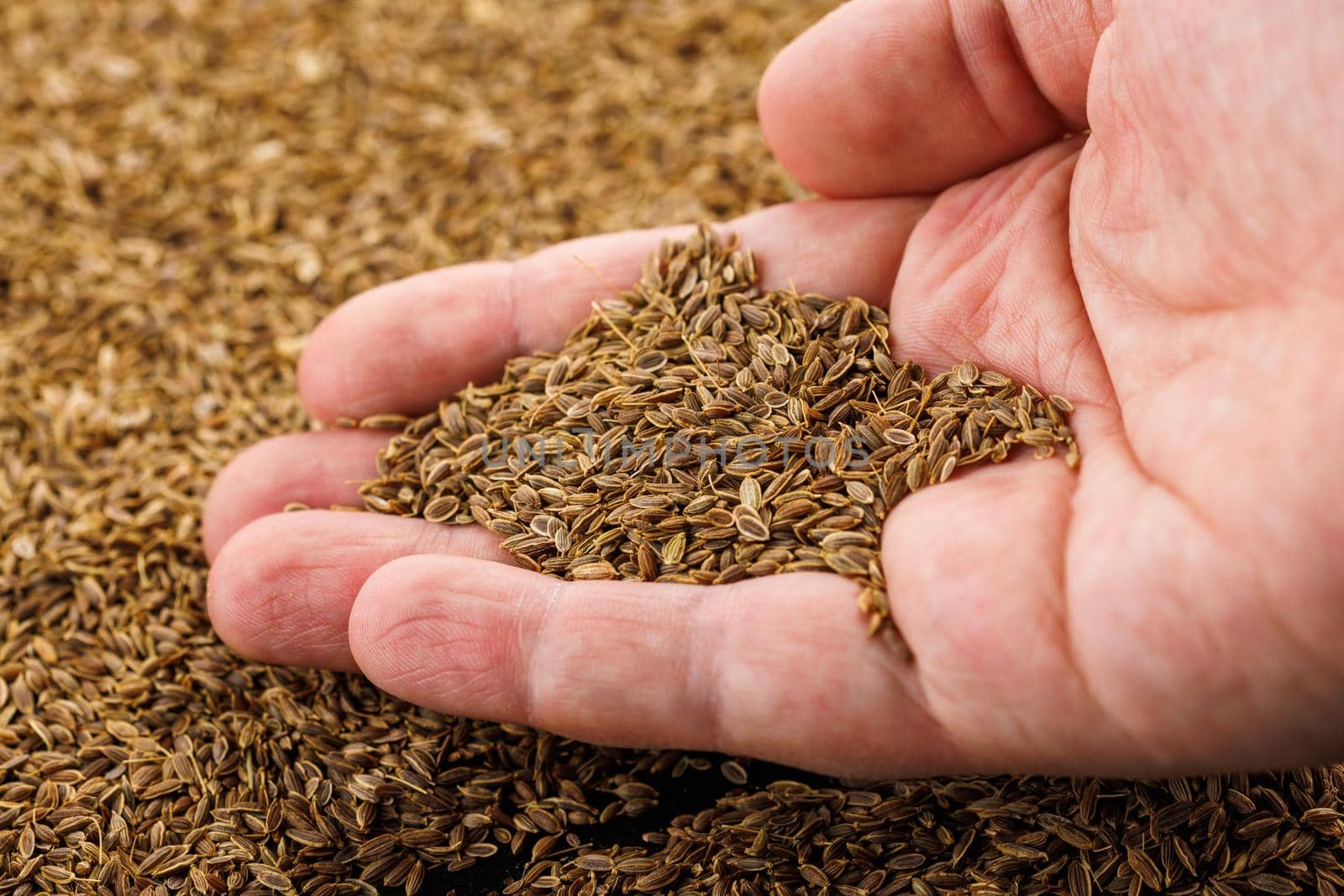 Caucasian hand holding handful of dry dill Anethum graveolens seeds. It is only species in genus Anethum. Seeds are used as herb or spice for flavouring food.